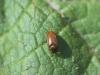 Byturus sp.